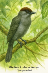 Piauhau  calotte marron (Lipaugus weberi) en action dans son habitat naturel, format 1025x1536, avec les noms franais et scientifique