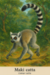 Maki catta (Lemur catta) en action dans son milieu naturel, avec les noms 'Maki catta' et 'Lemur catta' visibles dans l'image