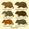 dessine moi 6 hyracodes (mammifres) d'espces differentes en couleurs sur fond clair en format 1024*1024 et leurs noms scientifiques