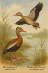 Illustration of a Black-bellied Whistling Duck (Dendrocygna autumnalis) and a Plumed Whistling Duck (Dendrocygna eytoni) in action in their natural habitat. The scene should depict both ducks engaging in typical behavior such as swimming, flying, or foraging, surrounded by lush wetland vegetation. Include their French and scientific names clearly labeled in the image.