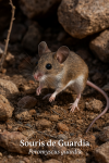 Souris de Guardia (Peromyscus guardia) en action dans son milieu naturel, avec les noms Franais et scientifique visibles, format 1025x1536