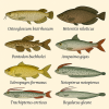 dessine moi 6 Osteoglossomorphes (poissons) d'espces diffrentes en couleurs sur fond clair en format 1024*1024 et leurs noms scientifique seulement.