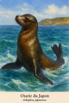 Otarie du Japon (Zalophus japonicus) en action dans son milieu naturel, avec les noms Franais et scientifique visibles