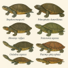 dessine moi 6 pleurodires (tortues) d'espces diffrentes en couleurs sur fond clair en format 1024*1024 et leurs noms scientifique seulement.