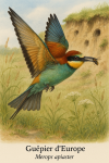 Draw a European Bee-eater (Merops apiaster) in action in their natural habitat, including their French and scientific names.