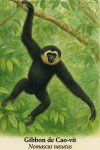Gibbon de Cao-vit (Nomascus nasutus) en action dans son habitat naturel, format 1025x1536, avec les noms franais et scientifique visibles