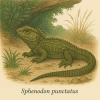 dessine moi un tuatara dans son milieu naturel en couleurs sur fond clair en format 1024*1024 et leurs noms scientifique seulement.