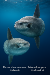 Draw a common sunfish (Mola mola) and a giant sunfish (M. alexandrini) in action in their natural habitat, with their French and scientific names.