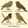 dessine moi des caprimulgiformes (oiseaux) d
