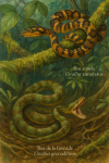 Illustration of Corallus annulatus (Boa annelé) and Corallus grenadensis (Boa de la Grenade) in action in their natural habitat, labeled with both their French and scientific names