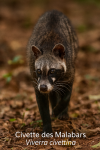 Viverra civettina — Civette des Malabars en action dans son milieu naturel, avec son nom français et scientifique visible