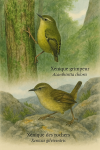 Draw a Rifleman (Acanthisitta chloris) and a Rock Wren (Xenicus gilviventris) in action in their natural habitat, with their French and scientific names displayed.