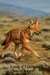 Loup d'thiopie (Canis simensis) en action dans son milieu naturel, format 1025x1536, avec noms Franais et scientifique