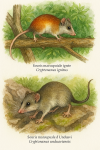 dessine moi un(e) Cryptonanus ignitus  Souris marsupiale igne Cryptonanus unduaviensis  Souris marsupiale dUnduavi en action dans leur milieu naturel dans un format de 1025*1536 avec leurs noms Franais et scientifique
