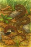 Plagiopholis nuchalis (Serpent à nuque marquée) et Plagiopholis styani (Serpent de Styan) en action dans leur milieu naturel, format 1025x1536, avec leurs noms français et scientifiques visibles