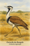 Outarde du Bengale (Ardeotis nigriceps) en action dans son habitat naturel, format 1025x1536, avec les noms franais et scientifique visibles