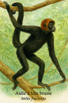 Atle  tte brune (Ateles fusciceps) en action dans son milieu naturel, format 1025x1536, avec son nom franais et scientifique