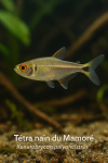 Draw a Mamoré dwarf tetra (Xenurobrycon polyancistrus) in action in their natural habitat, in a 1025x1536 format, with their French and scientific names.