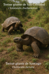 Tortue géante de San Cristobal (Chelonoidis chathamensis) et Tortue géante de Santiago (Chelonoidis darwini) en action dans leur milieu naturel, avec leurs noms Français et scientifiques visibles, format 1025x1536