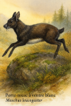 Porte-musc  ventre blanc (Moschus leucogaster) en action dans son milieu naturel, avec les noms Franais et scientifique visibles