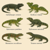 dessine moi 6 sauriens aquatiques (reptiles) d