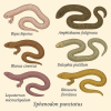 dessine moi 6 amphisbniens (reptiles) d