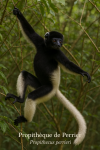 Propithque de Perrier (Propithecus perrieri) en action dans son habitat naturel, format 1025x1536, avec les noms franais et scientifique visibles
