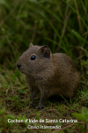 Cochon dInde de Santa Catarina (Cavia intermedia) en action dans son milieu naturel, format 1025x1536, avec son nom franais et scientifique