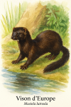 Vison dEurope (Mustela lutreola) en action dans son milieu naturel, avec son nom franais et scientifique visible