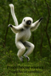 Propithque soyeux (Propithecus candidus) en action dans son habitat naturel, format 1025x1536, avec les noms franais et scientifique visibles