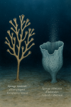 dessine moi un(e) Euryplegma ramosa Éponge ramifiée d’Euryplegma
Aulocalyx albatrossi Éponge Albatross d’Aulocalyx
en action dans leur milieu naturel dans un format de 1025*1536 avec leurs noms Français et scientifique