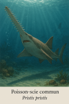 Pristis pristis (Poisson-scie commun) en action dans son milieu naturel, avec son nom franais et scientifique visible, format 1025x1536