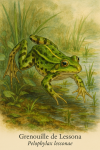 Grenouille de Lessone (Pelophylax lessonae) en action dans son milieu naturel, avec son nom français et scientifique visible