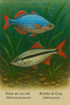 Draw a Neon Rainbowfish (Melanotaenia praecox) and a Bedotia de Geay (Bedotia geayi) in action in their natural habitat, with their French and scientific names displayed, in a 1025x1536 format.