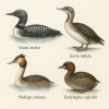dessine moi des Gaviiformes et des podicipediformes (oiseaux) d