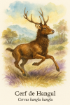 Cerf de Hangul (Cervus hanglu hanglu) en action dans son milieu naturel, avec son nom franais et scientifique visible, format 1025x1536