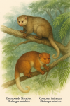 Dessine un Phalanger matabiru (Couscous de Matabiru) et un Phalanger mimicus (Couscous imitateur) en action dans leur milieu naturel. L'image doit être au format 1025x1536 et inclure leurs noms en français et en latin.