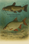 Draw a Common Catfish (Ameiurus melas) and a Rudd (Scardinius erythrophthalmus) in action in their natural habitat, with their French and scientific names displayed.