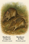 Illustration d'un Perameles nasuta (Bandicoot à long nez) et d'un Perameles gunnii (Bandicoot de l’est) en action dans leur milieu naturel. L'image doit inclure leurs noms en français et en latin, et être au format 1025x1536.