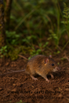 Nesoryzomys indefessus  Rat de rizire des Galapagos en action dans son milieu naturel, avec son nom Franais et scientifique visible, format 1025x1536