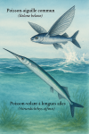Draw a Common Garfish (Belone belone) and a Long-winged Flying Fish (Hirundichthys affinis) in action in their natural habitat, including their French and scientific names.