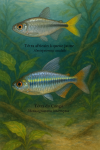 Draw an African yellowtail tetra (Alestopetersius caudalis) and a Congo tetra (Phenacogrammus interruptus) in action in their natural habitat, with their French and scientific names displayed.