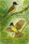 Illustration d'un Tyran de Cayenne (Myiarchus ferox) et d'un Tyran  tte noire (Myiarchus tuberculifer) en action dans leur habitat naturel, avec leurs noms franais et scientifiques visibles. Format 1025x1536