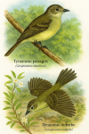 Illustration d'un Tyranneau passegris (Camptostoma obsoletum) et d'un Tyranneau imberbe (Camptostoma imberbe) en action dans leur habitat naturel, avec leurs noms franais et scientifiques visibles, dans un format 1025x1536
