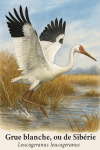 Grue blanche, ou de Sibrie (Leucogeranus leucogeranus) en action dans son milieu naturel, avec son nom Franais et scientifique visible, format 1025x1536