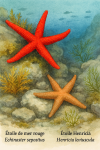 Echinaster sepositus (Étoile de mer rouge) et Henricia leviuscula (Étoile Henricia) en action dans leur milieu naturel, illustrés avec leurs noms français et scientifiques, dans un format 1025x1536