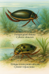 Illustration of Cybister chinensis (Dytique géant chinois) and Cybister tripunctatus (Dytique à trois points africain) in action in their natural habitat. The image should be in 1025x1536 format and include both their French and scientific names.