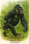 Gorille de lEst (Gorilla beringei) en action dans son milieu naturel, format 1025x1536, avec les noms Franais et scientifique