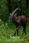 Un(e) Pseudoryx nghetinhensis (Saola) en action dans son milieu naturel, avec les noms 'Saola' et 'Pseudoryx nghetinhensis' visibles dans l'image, format 1025x1536
