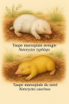 Correction of the previous illustration showing two marsupial moles in action in their natural habitat. One is Notoryctes typhlops (Taupe marsupiale aveugle), the other is Notoryctes caurinus (Taupe marsupiale du nord). The image should show them burrowing or moving through desert sand or arid soil, with their correct French and scientific names labeled. The previous image mistakenly labeled Notoryctes caurinus as 'Norne marsupiale du nord' — this should be corrected to 'Taupe marsupiale du nord'.